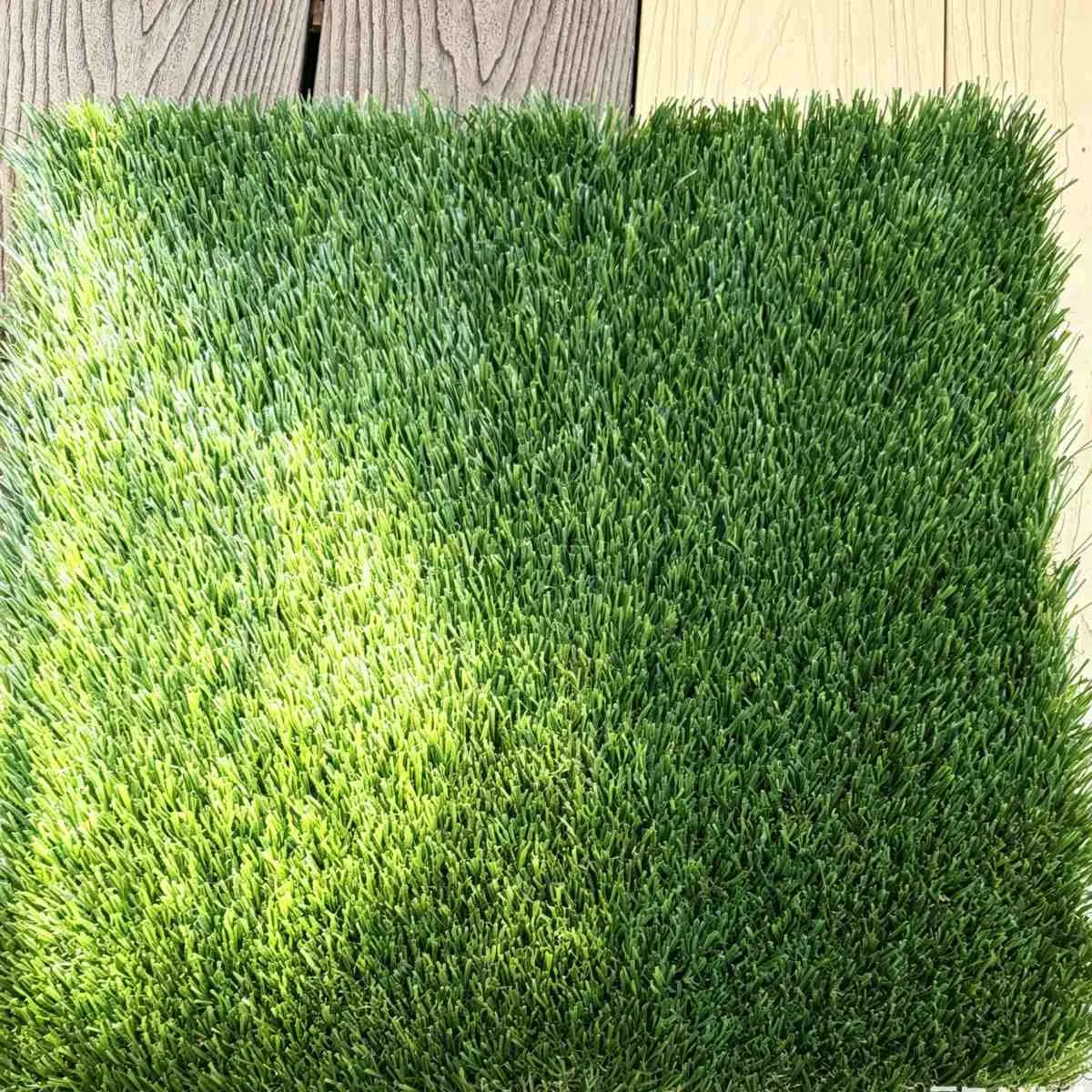 Casual Landscap Turf